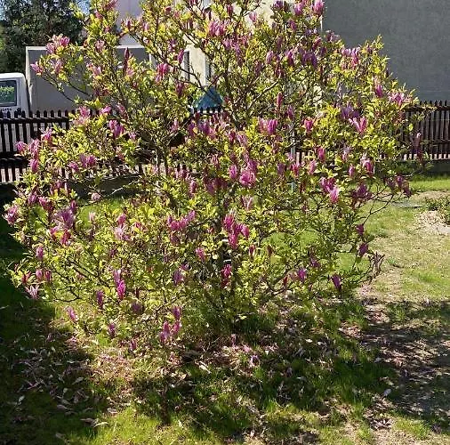 Stadtvilla Haug Exklusiven Im Harz *